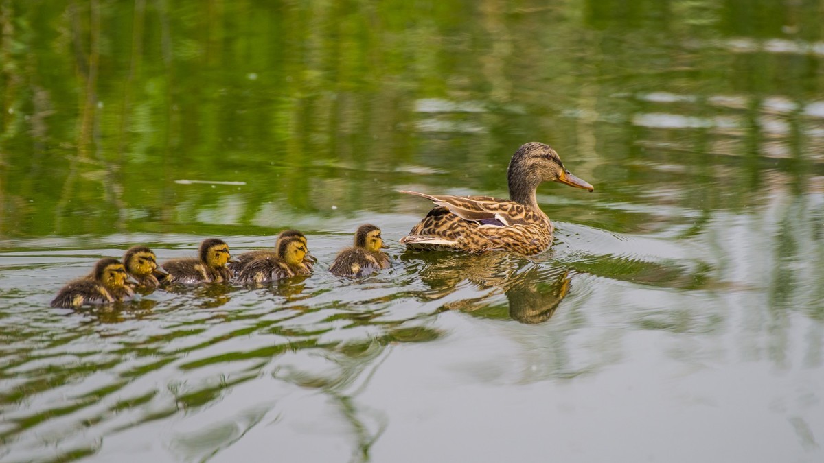 24 年 春 ------ 湿 地 精 灵 （ 九 ）