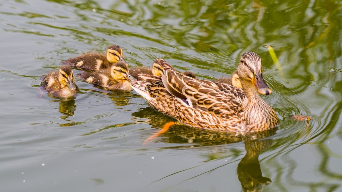 24 年 春 ------ 湿 地 精 灵 （ 九 ）