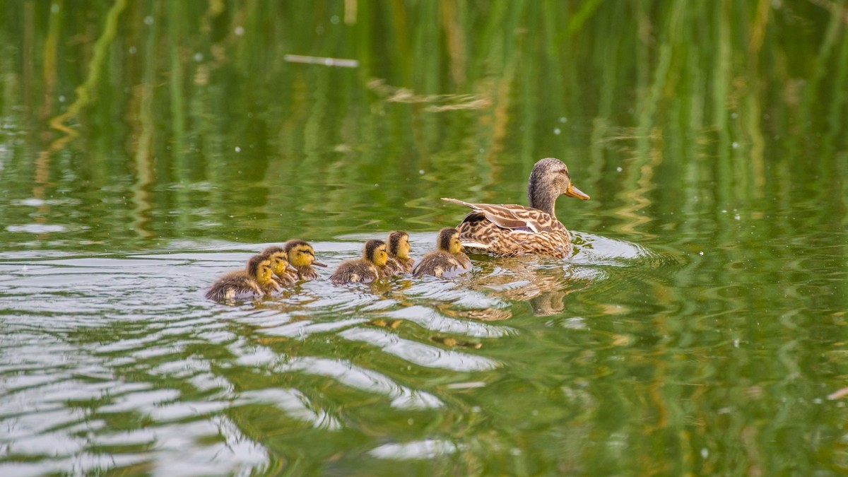 24 年 春 ------ 湿 地 精 灵 （ 九 ）