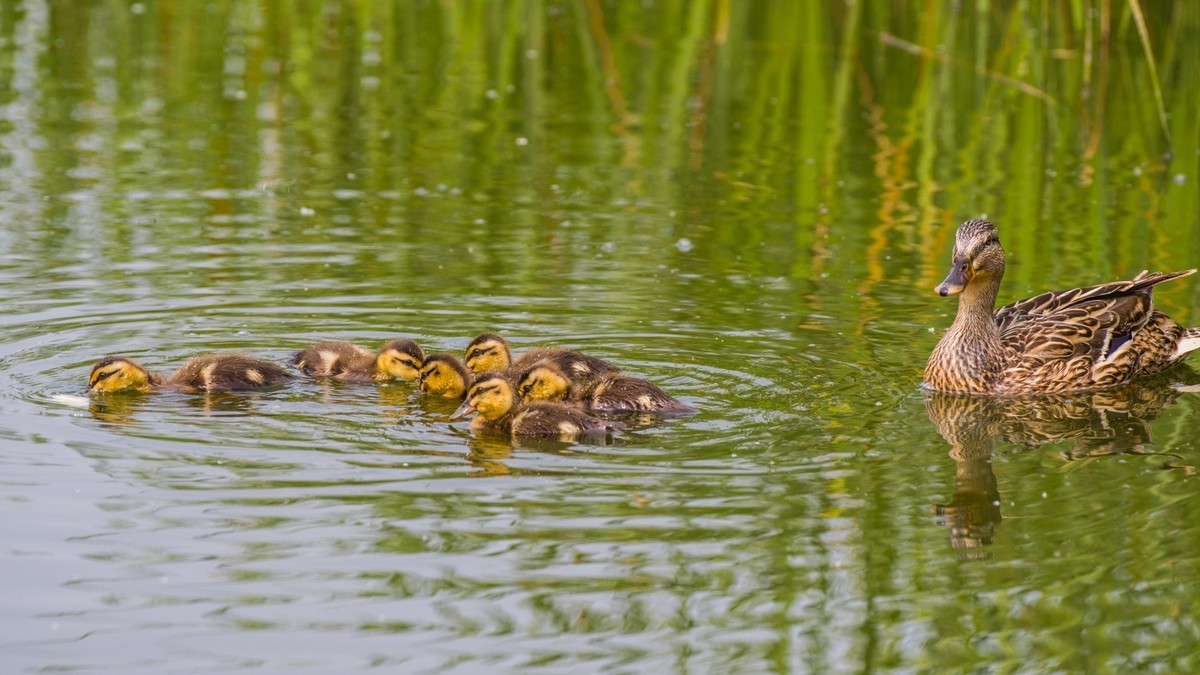24 年 春 ------ 湿 地 精 灵 （ 九 ）