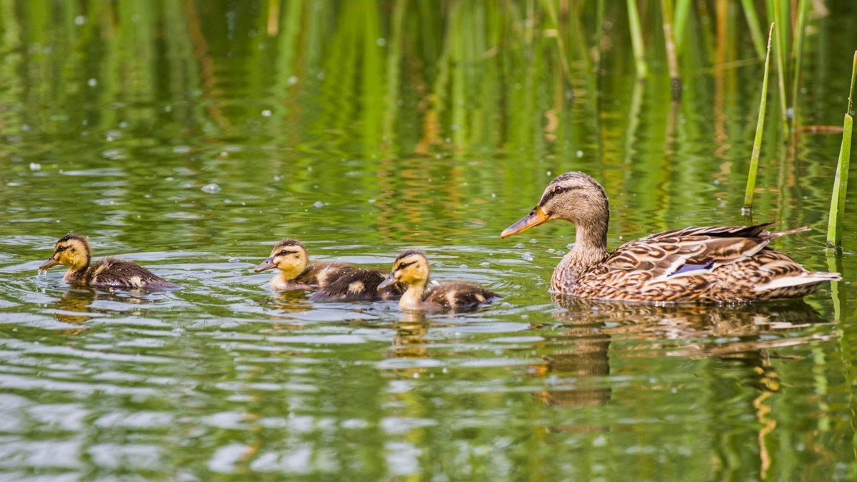 24 年 春 ------ 湿 地 精 灵 （ 九 ）