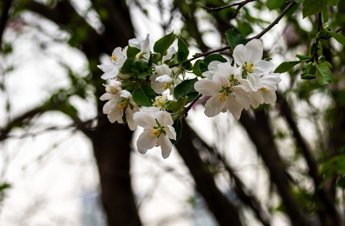 春花（八）
