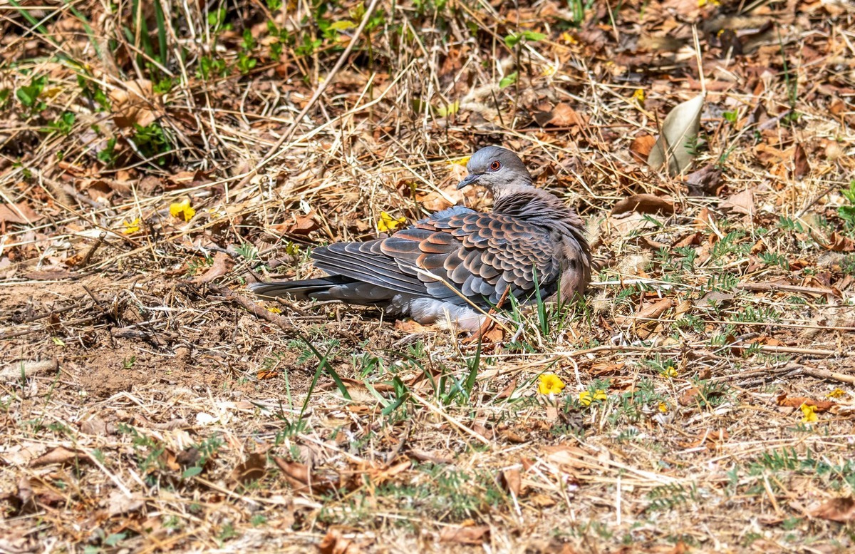 斑鸠晒太阳（三）