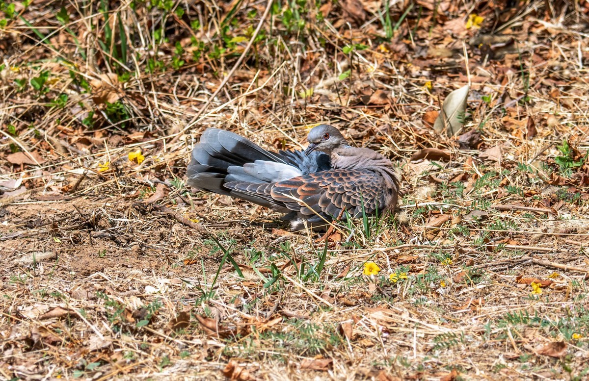 斑鸠晒太阳（三）