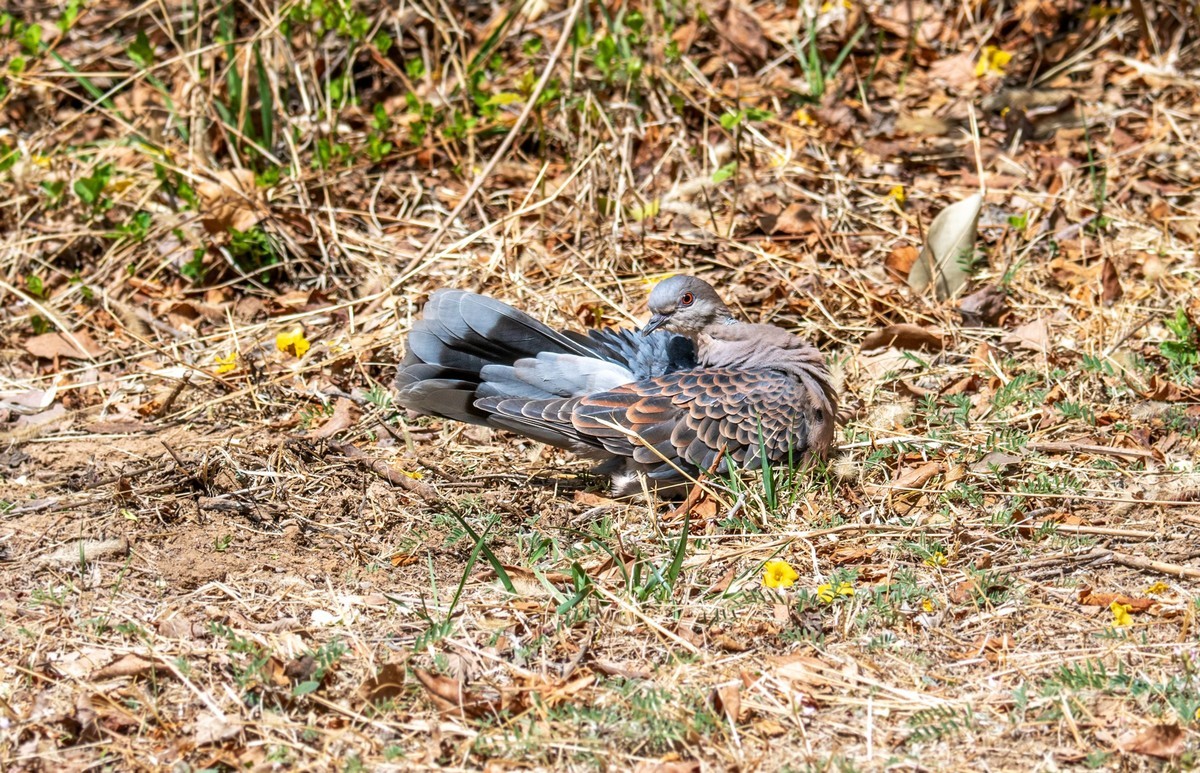 斑鸠晒太阳（三）