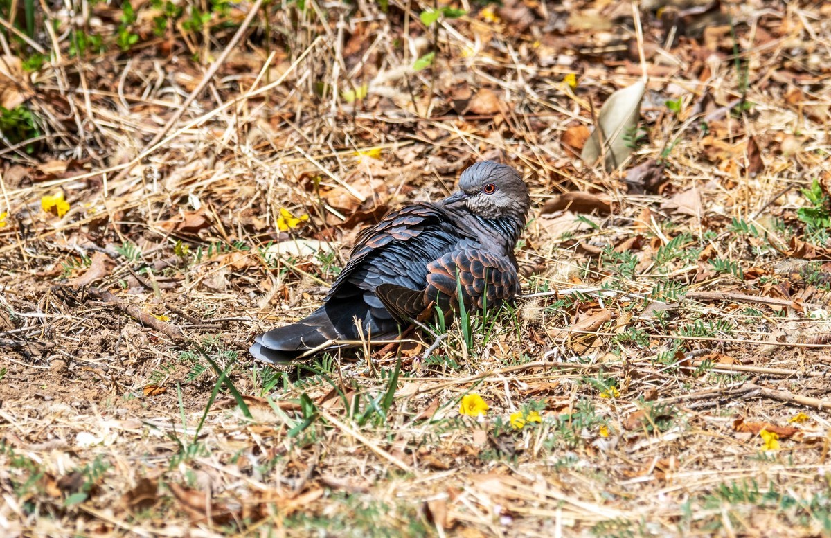 斑鸠晒太阳（三）