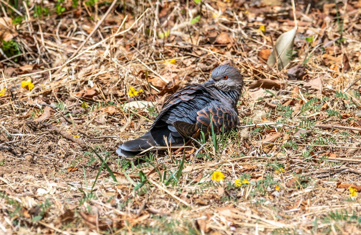 斑鸠晒太阳（三）