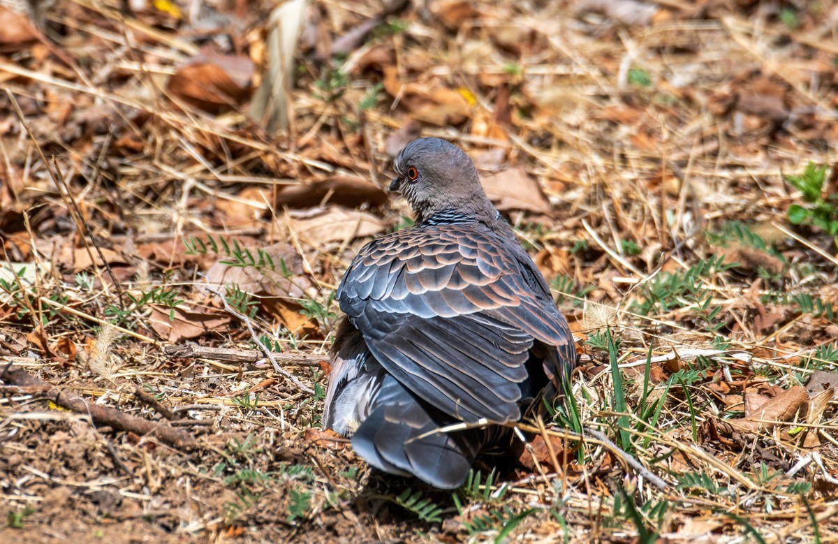斑鸠晒太阳（三）