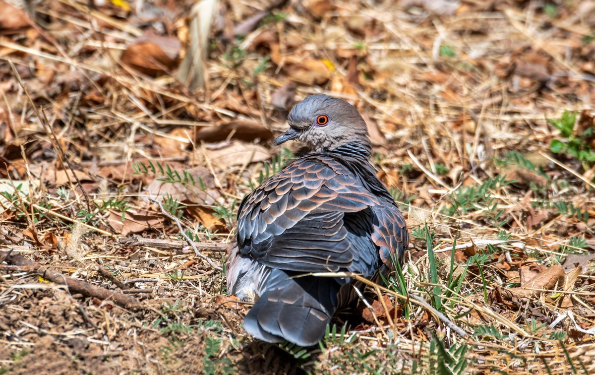 斑鸠晒太阳（三）