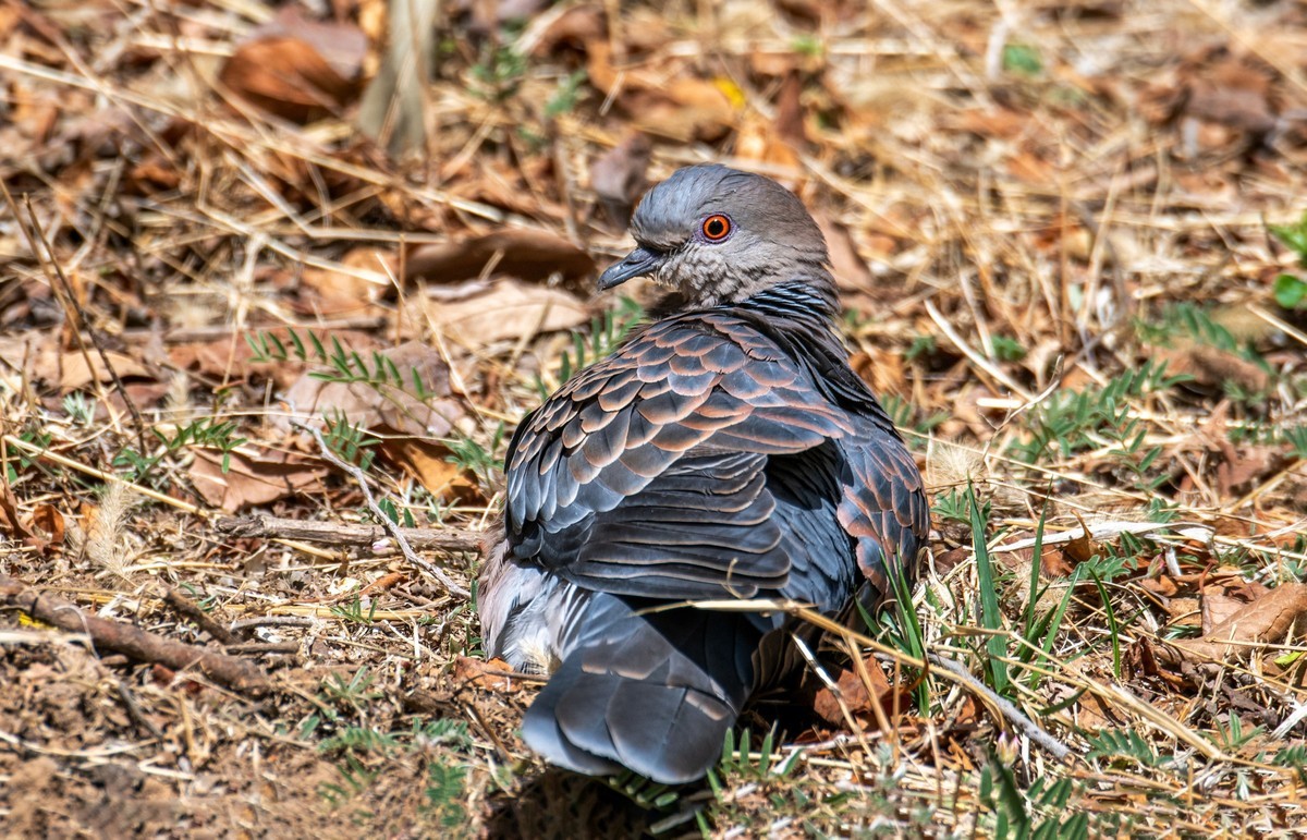 斑鸠晒太阳（三）