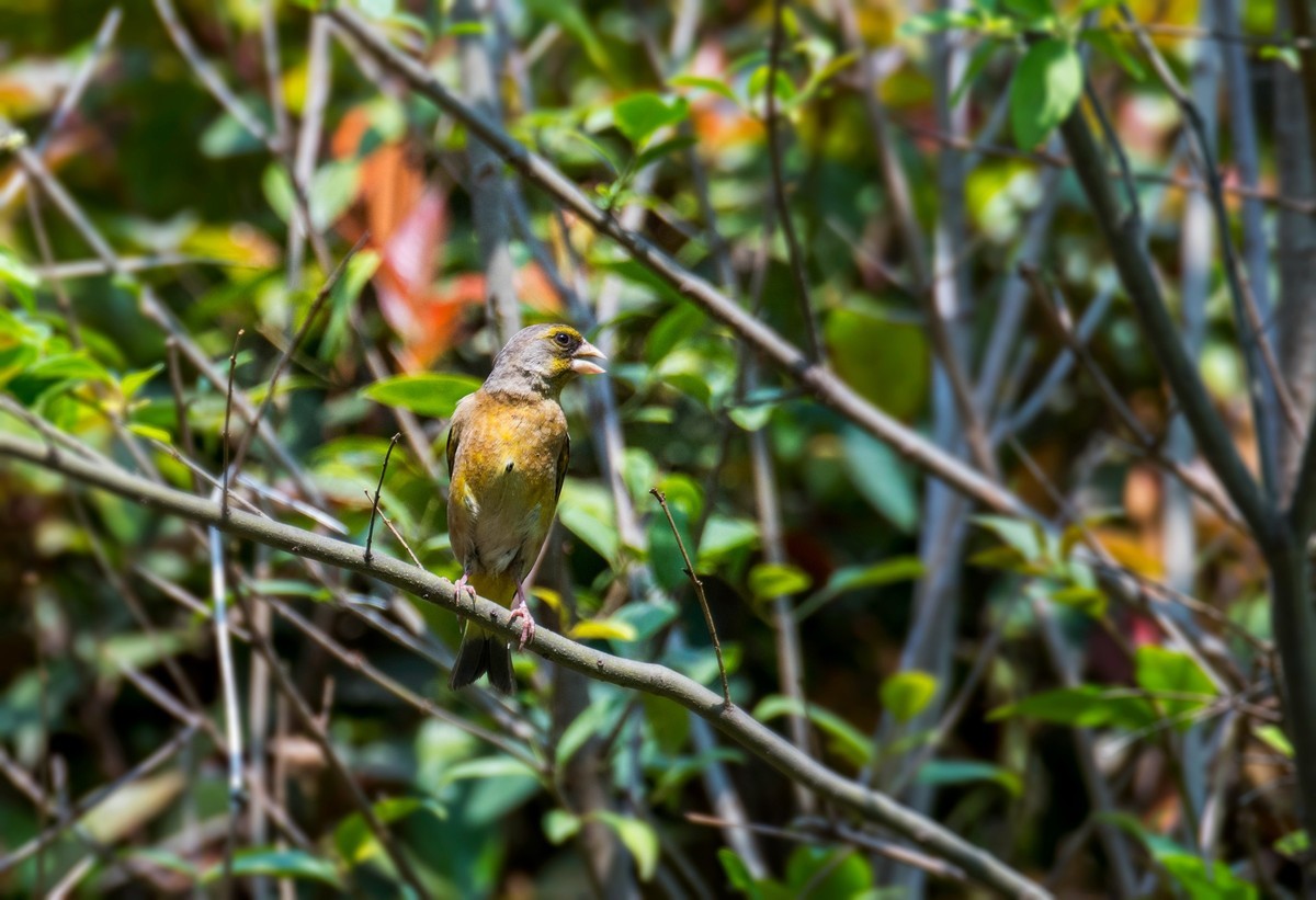 漂亮的金翅雀（十三）