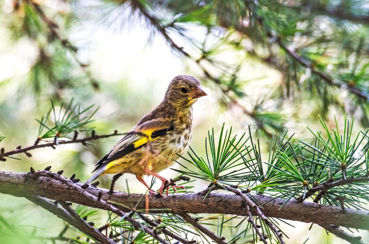 漂亮的金翅雀（十三）