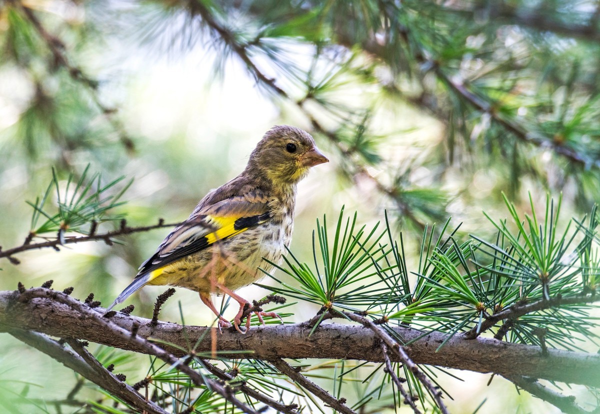 漂亮的金翅雀（十三）