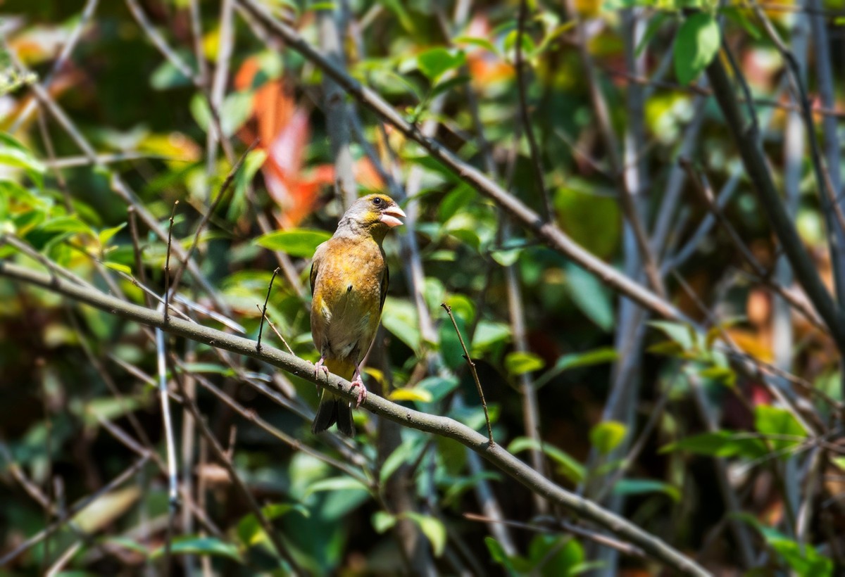 漂亮的金翅雀（十三）