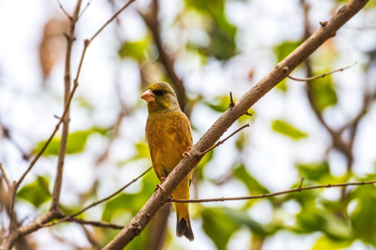 漂亮的金翅雀（十三）