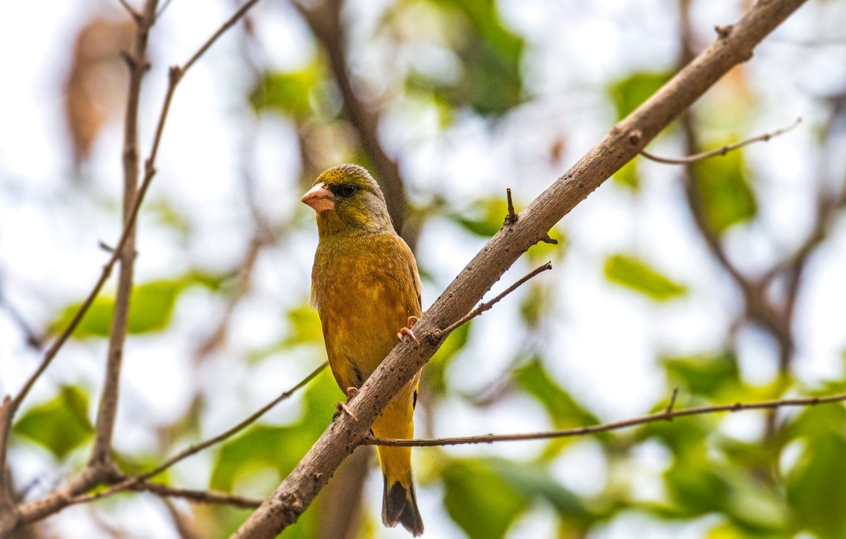 漂亮的金翅雀（十三）