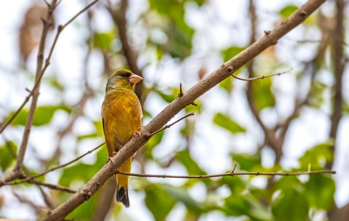 漂亮的金翅雀（十三）