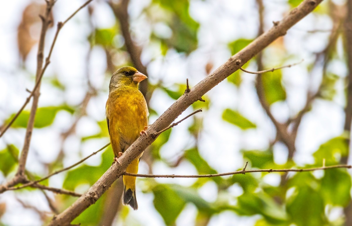 漂亮的金翅雀（十三）