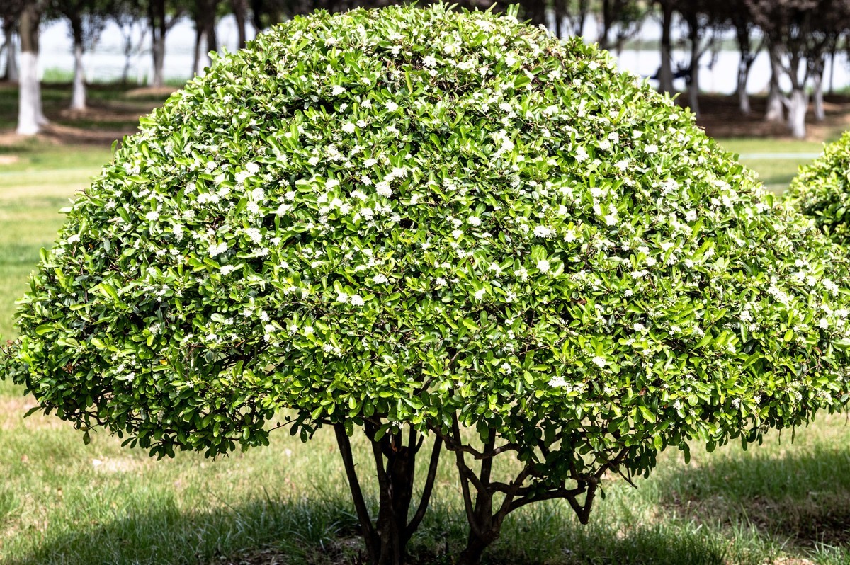 庐州印象（453）蜀西湖公园