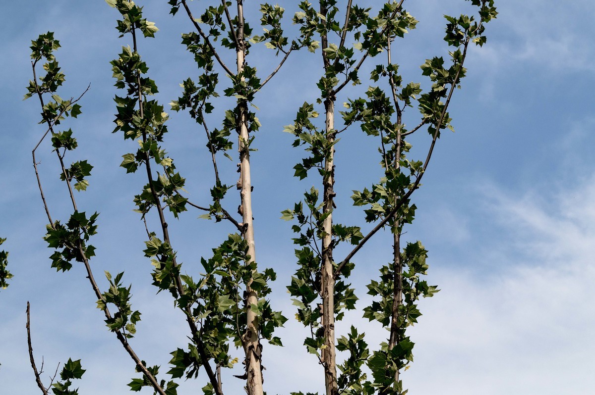 庐州印象（453）蜀西湖公园