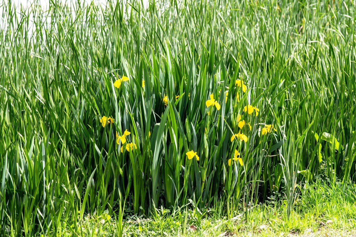 庐州印象（453）蜀西湖公园