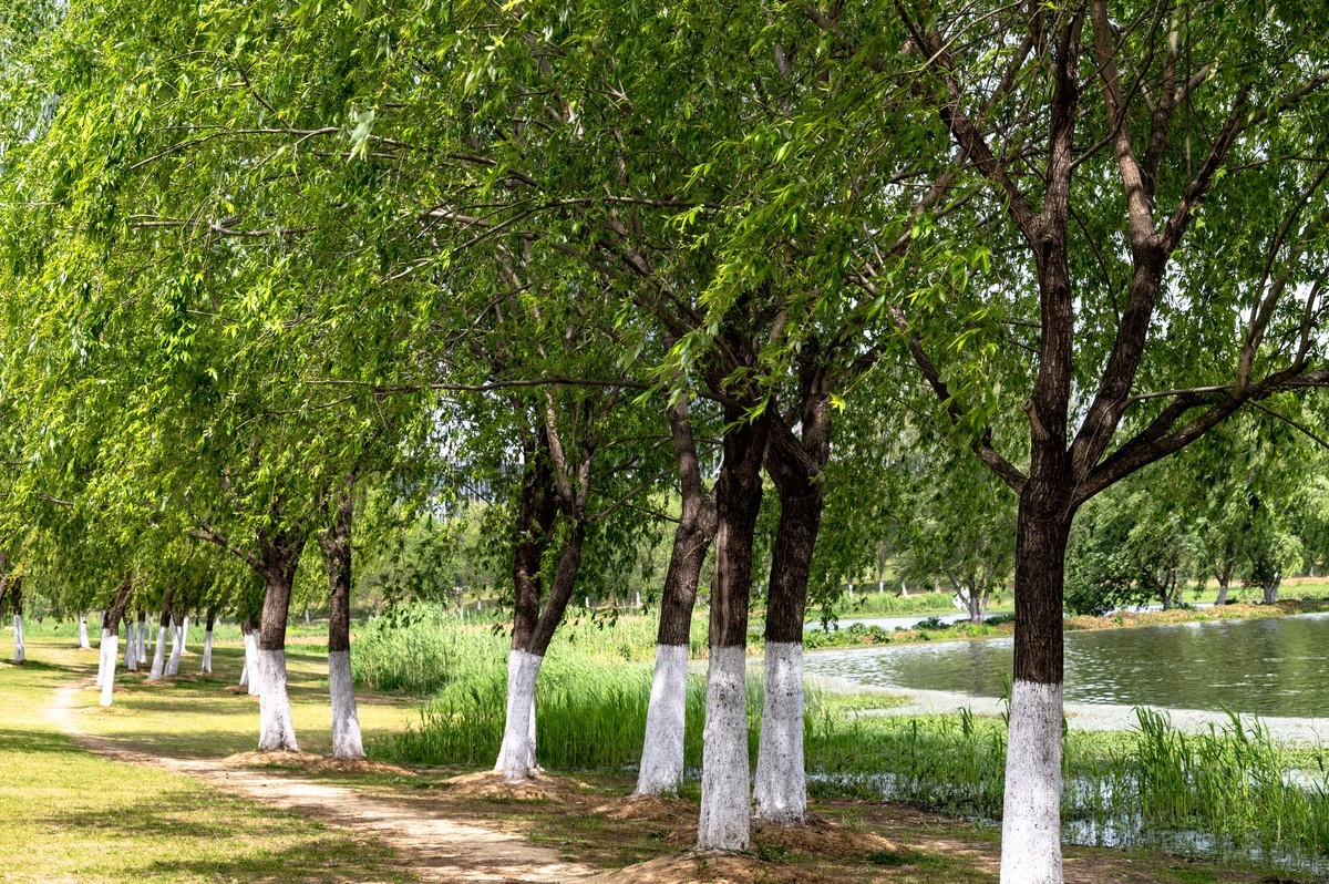 庐州印象（453）蜀西湖公园