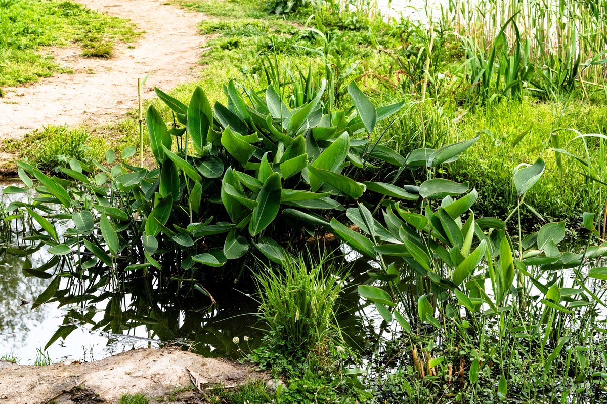 庐州印象（453）蜀西湖公园