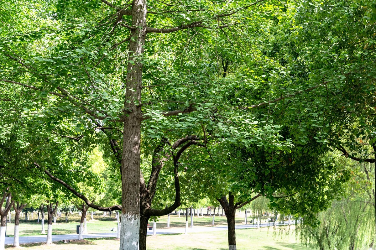 庐州印象（453）蜀西湖公园