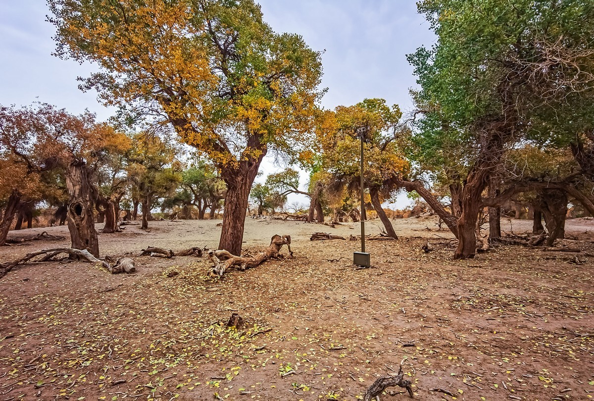 额济纳胡扬林掠影