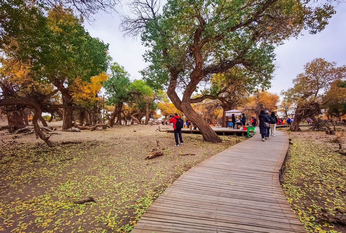 额济纳胡扬林掠影