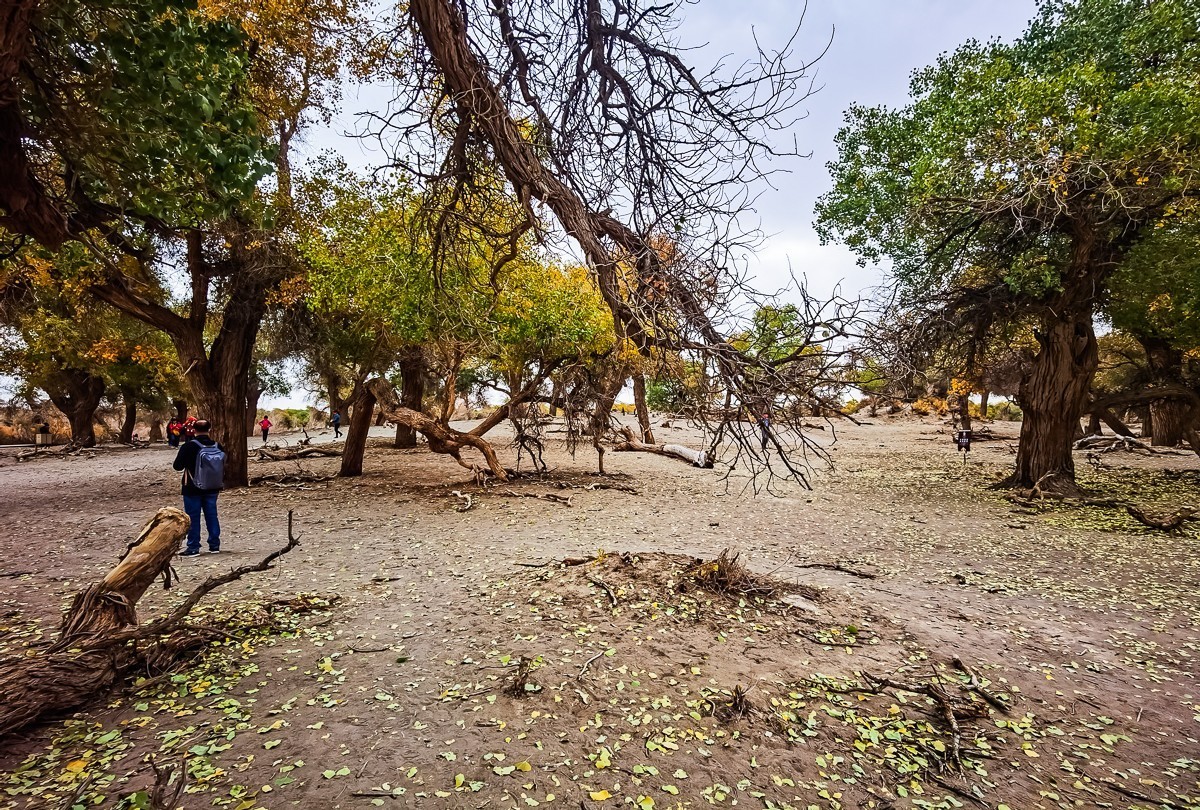 额济纳胡扬林掠影