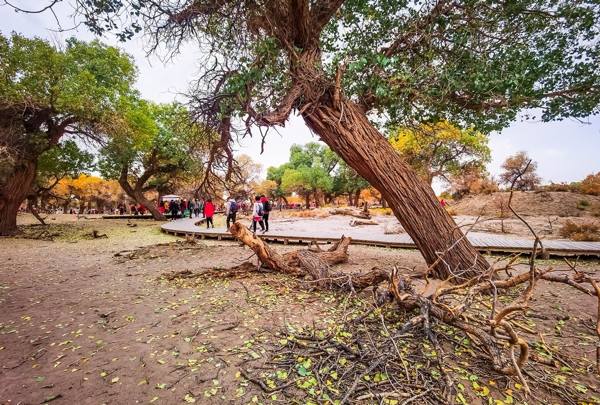 额济纳胡扬林掠影