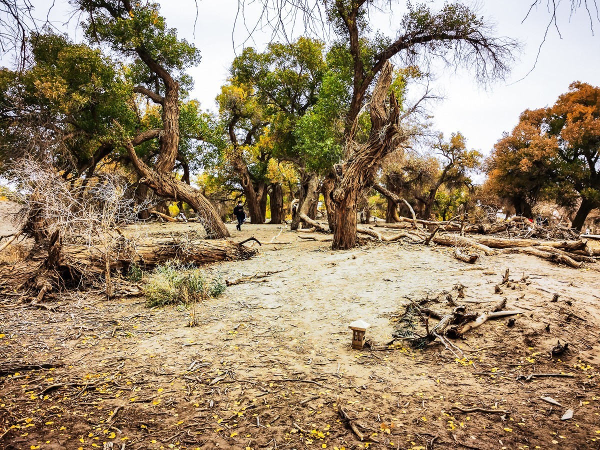 额济纳胡扬林掠影