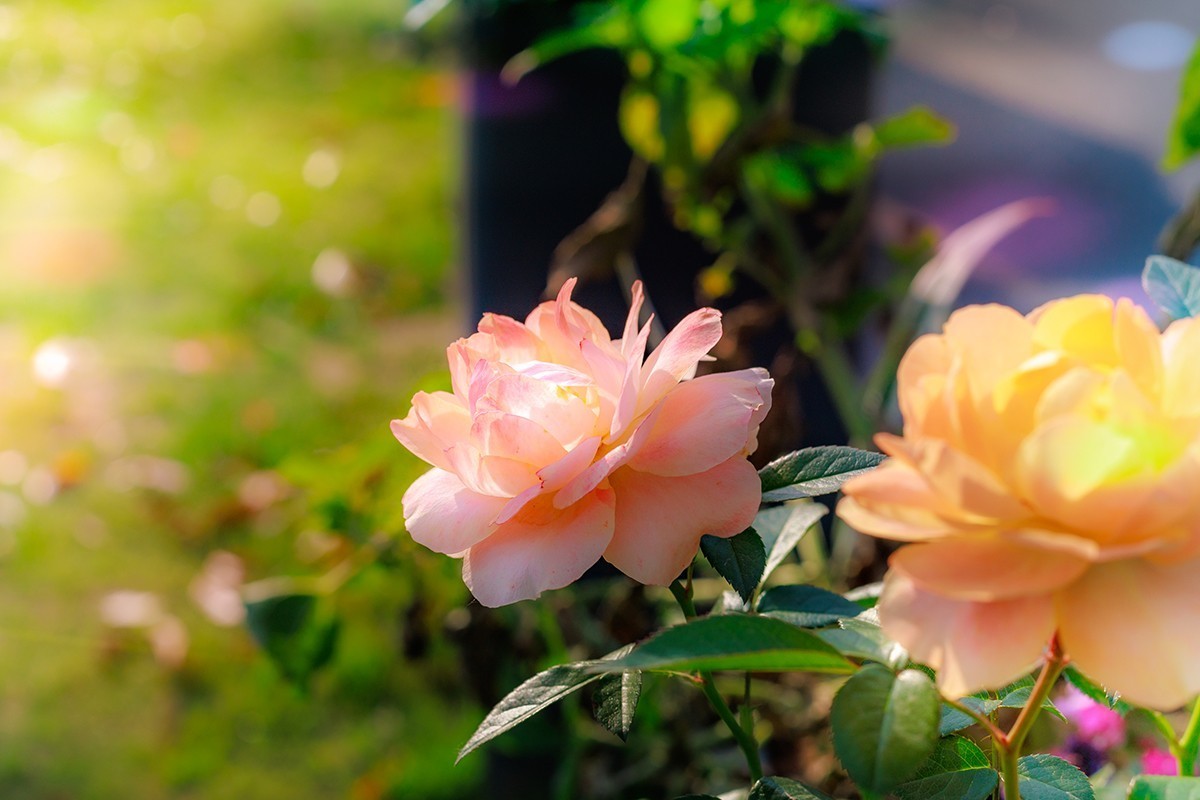 用佳能EF 50mm f/1.4 USM乱拍几张