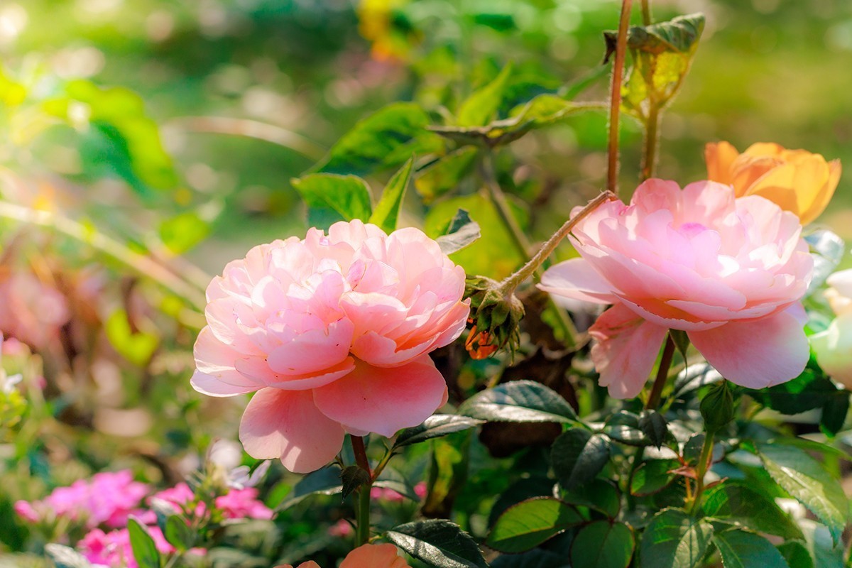 用佳能EF 50mm f/1.4 USM乱拍几张