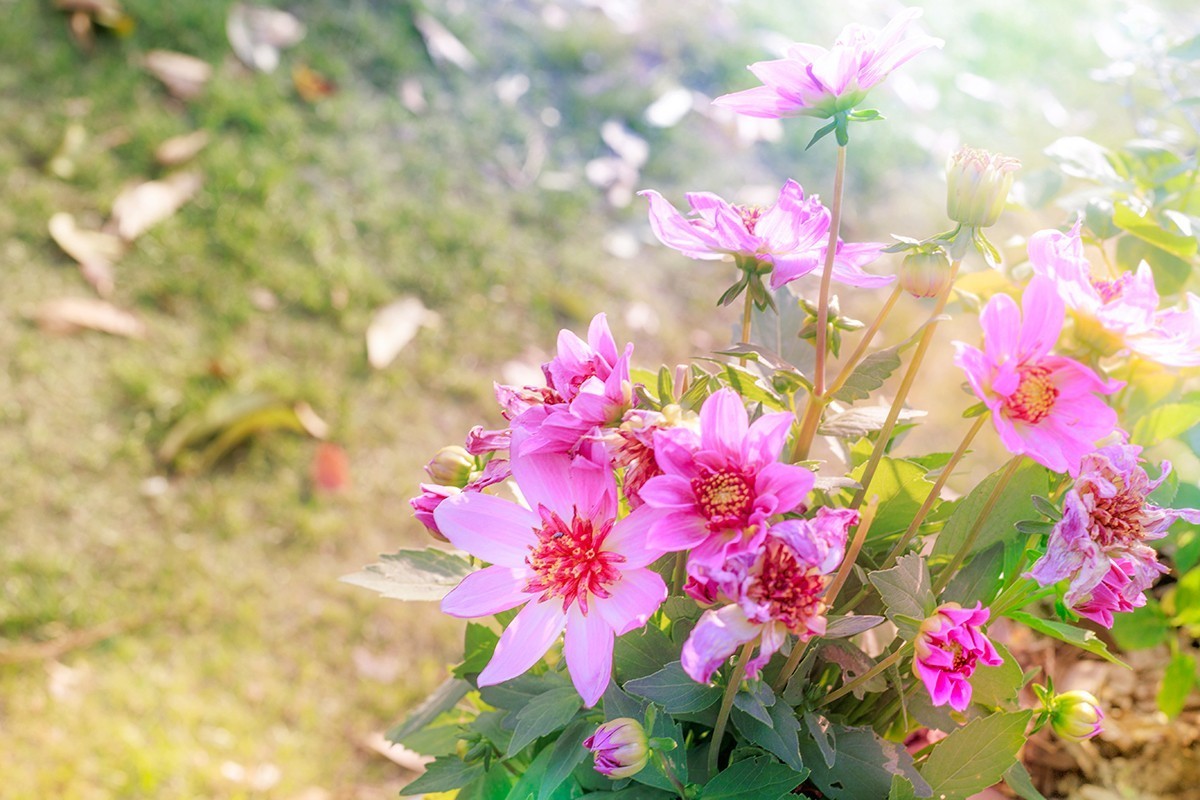 用佳能EF 50mm f/1.4 USM乱拍几张