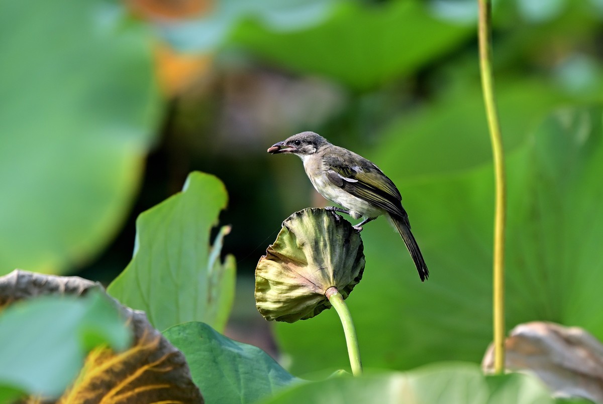 莲蓬上的白头鹎