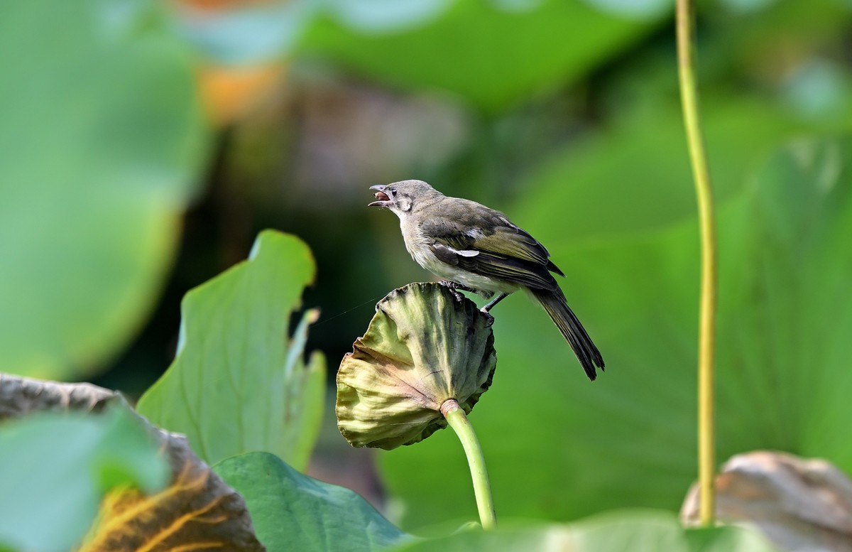 莲蓬上的白头鹎