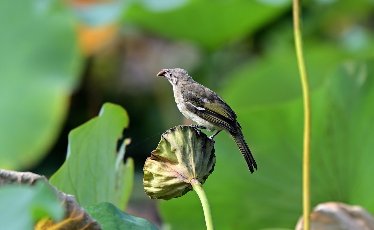 莲蓬上的白头鹎
