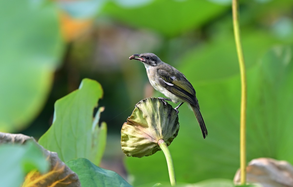 莲蓬上的白头鹎
