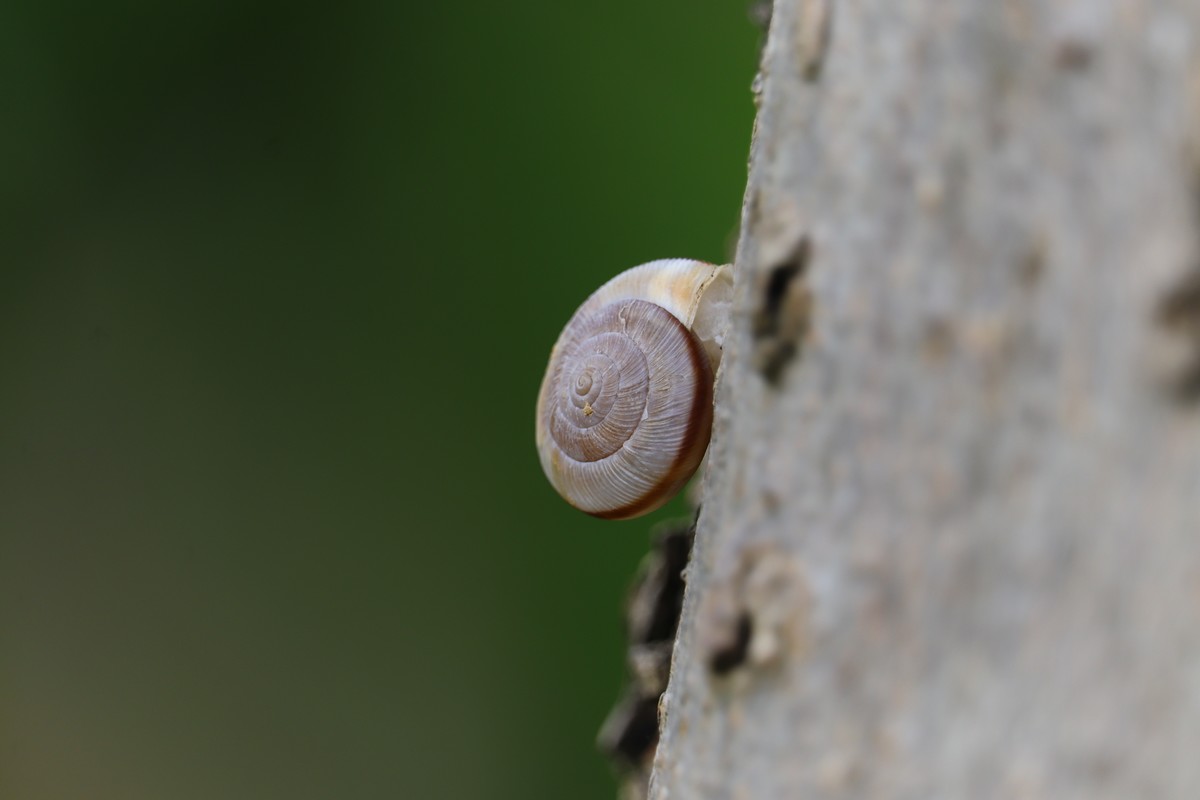 树上的蜗牛壳