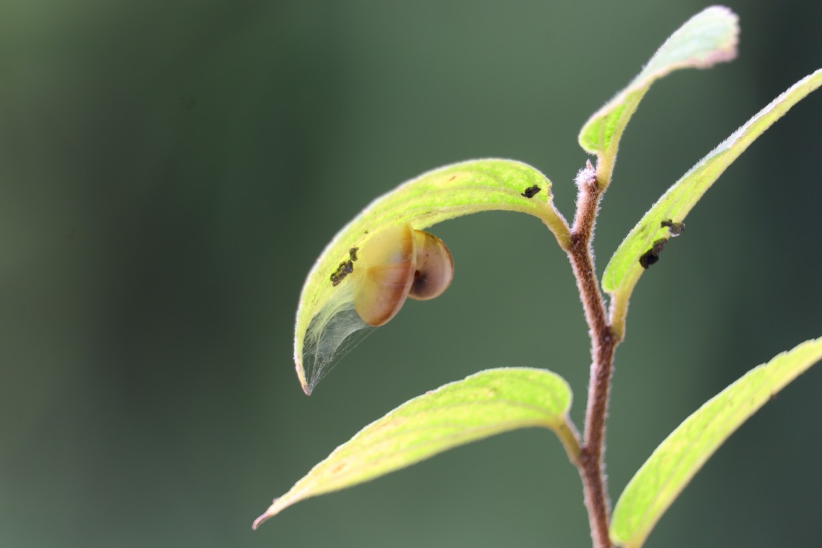 树上的蜗牛壳