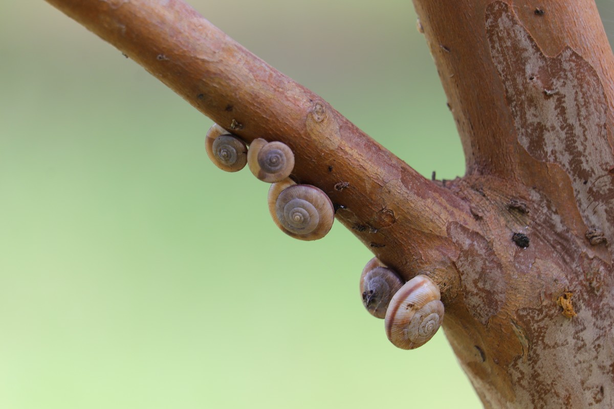 树上的蜗牛壳