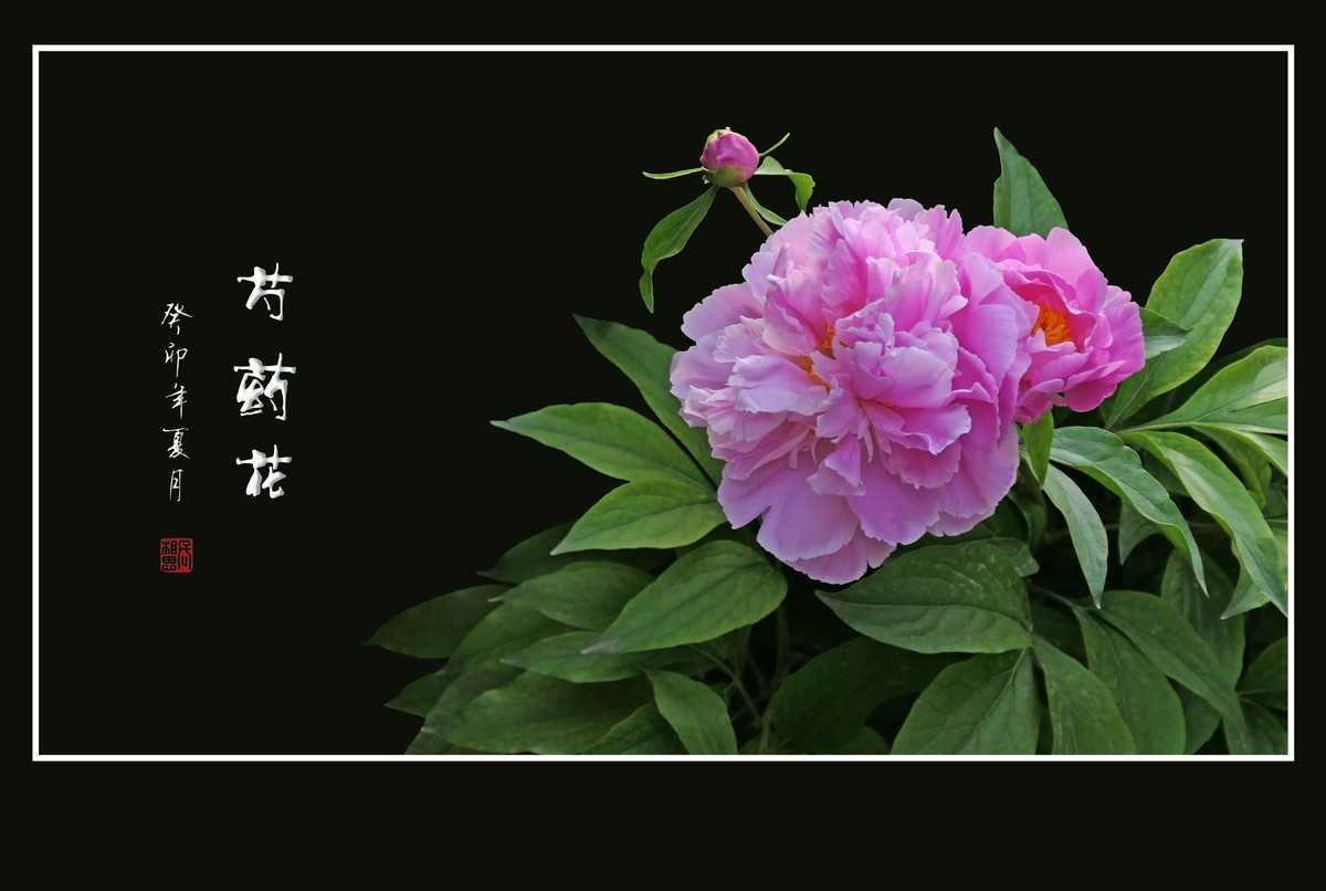 华丽艳美的芍药花