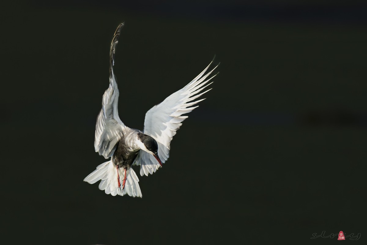 #版主坐堂# 尼康D5100星空(中国)2023年九月份优秀作品精选汇总