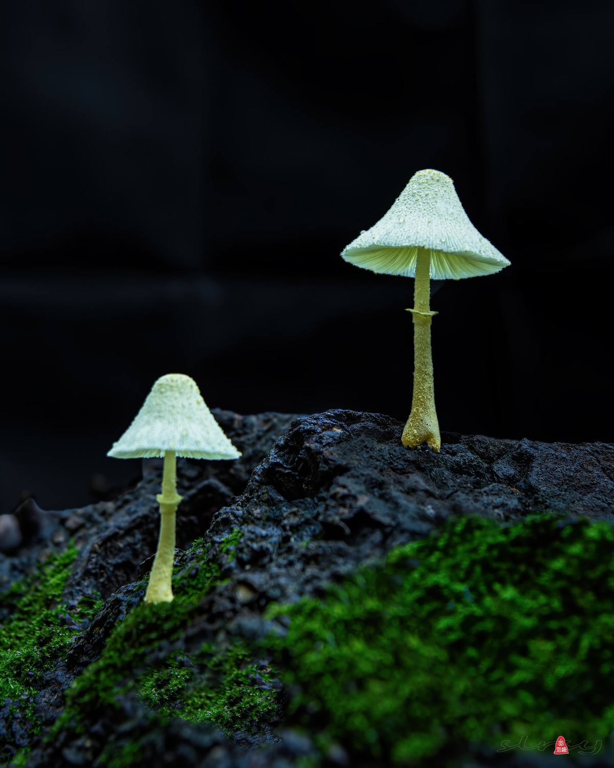 #版主坐堂# 尼康D5100星空(中国)2023年九月份优秀作品精选汇总