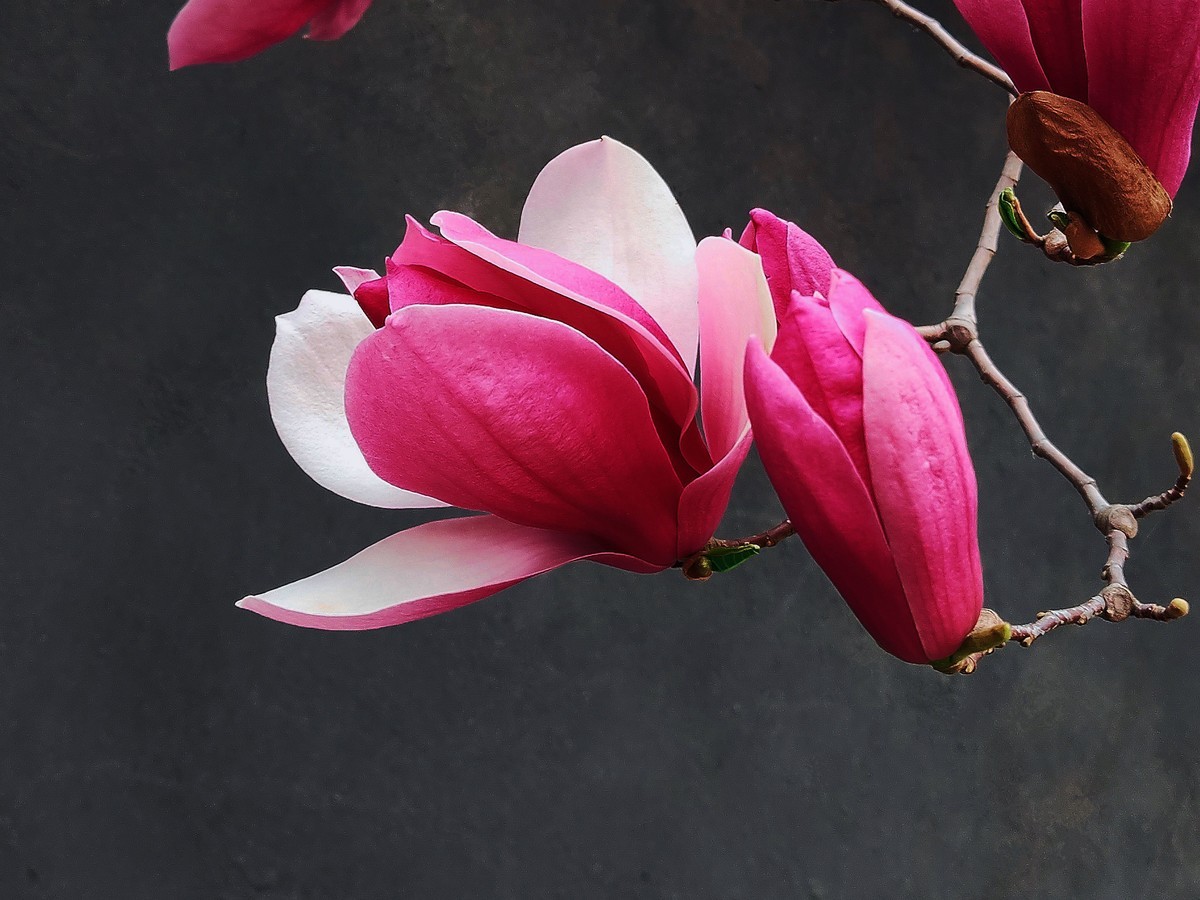 玉兰花