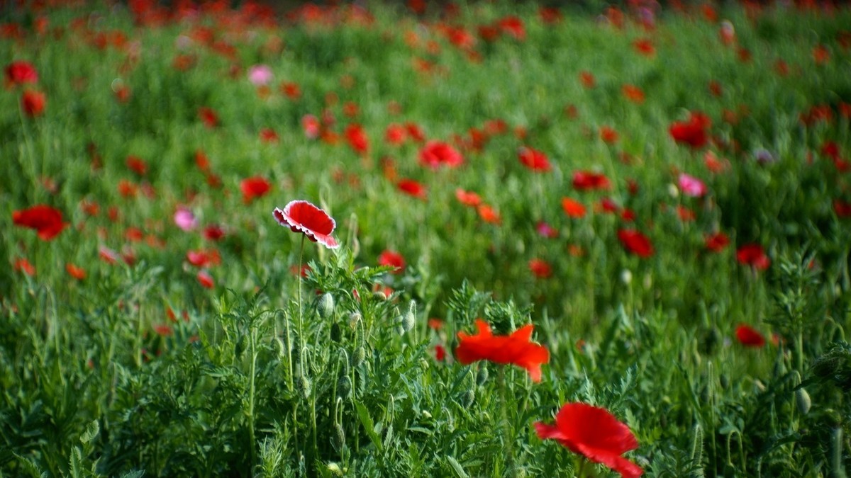 君乐宝牧场虞美人