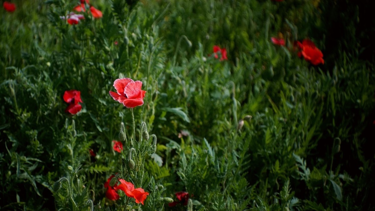 君乐宝牧场虞美人