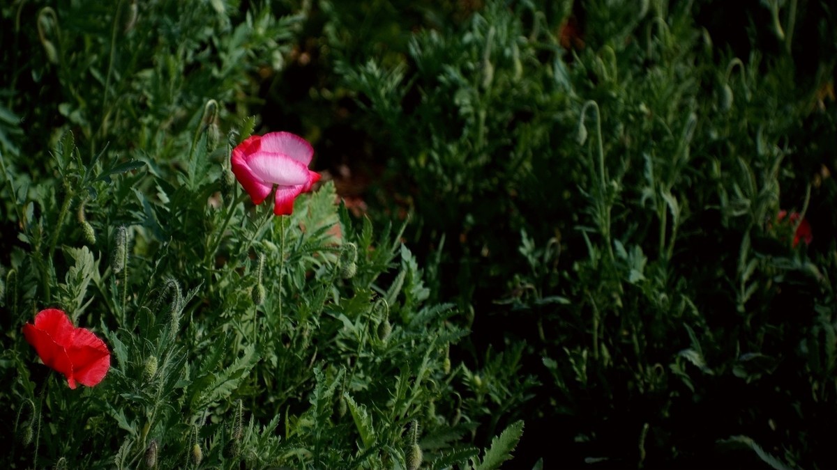 君乐宝牧场虞美人